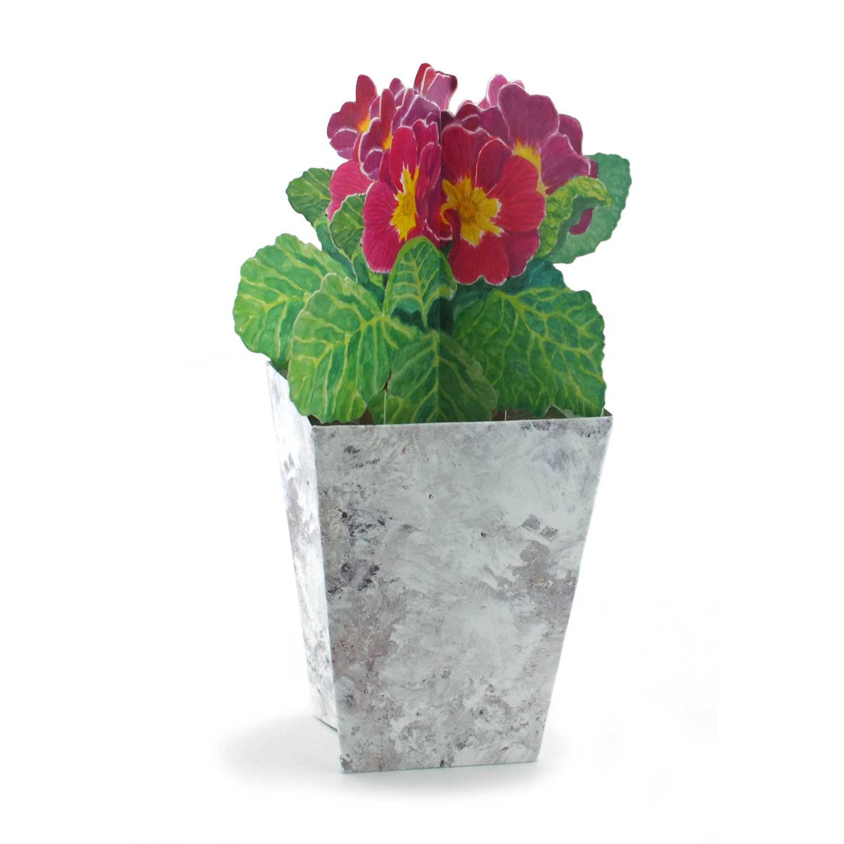 3D Dankeskarte Blume - Danksagungskarte Primel