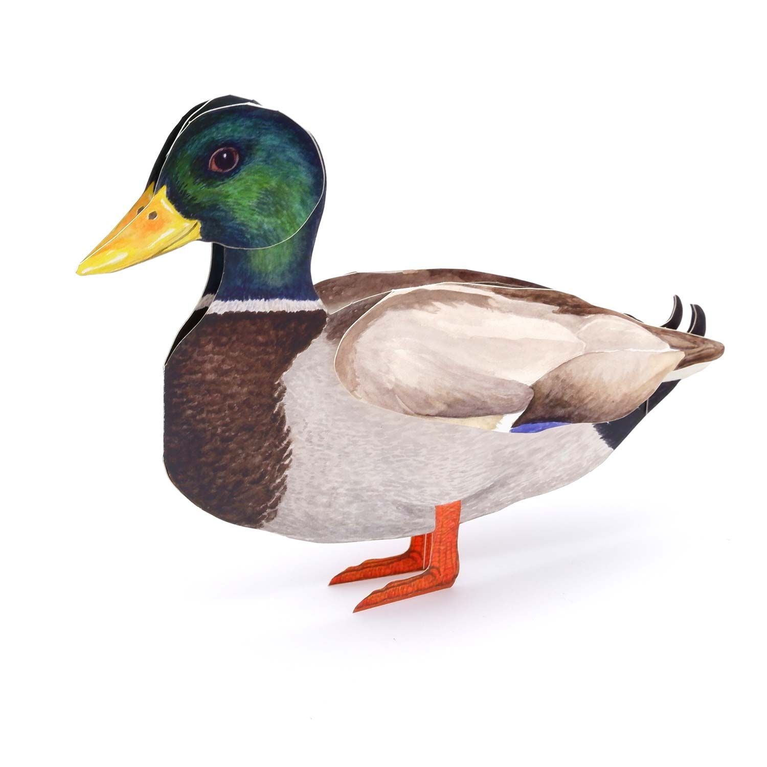 Carte pliante animal 3D "Colvert"