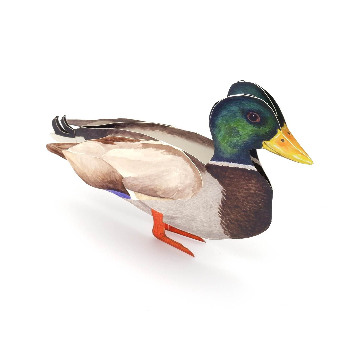 Carte pliante animal 3D "Colvert"